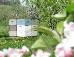 Beehive and Trees